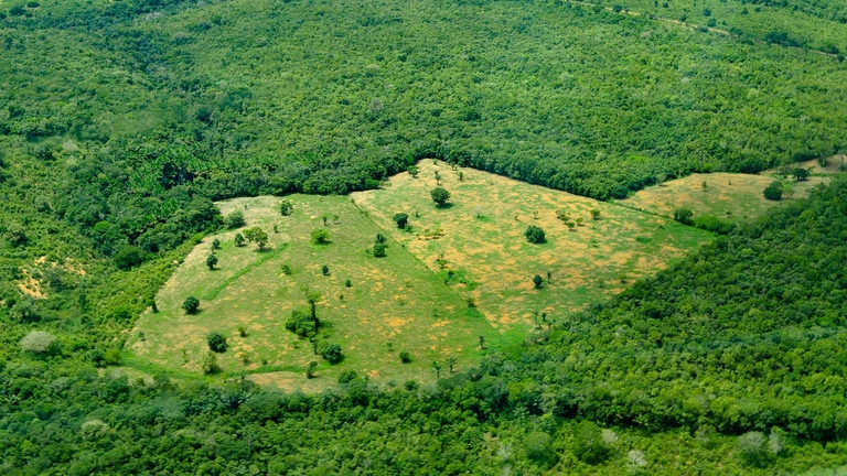 Visione aerea della foresta amazzonica vicino Manaus, Brasile