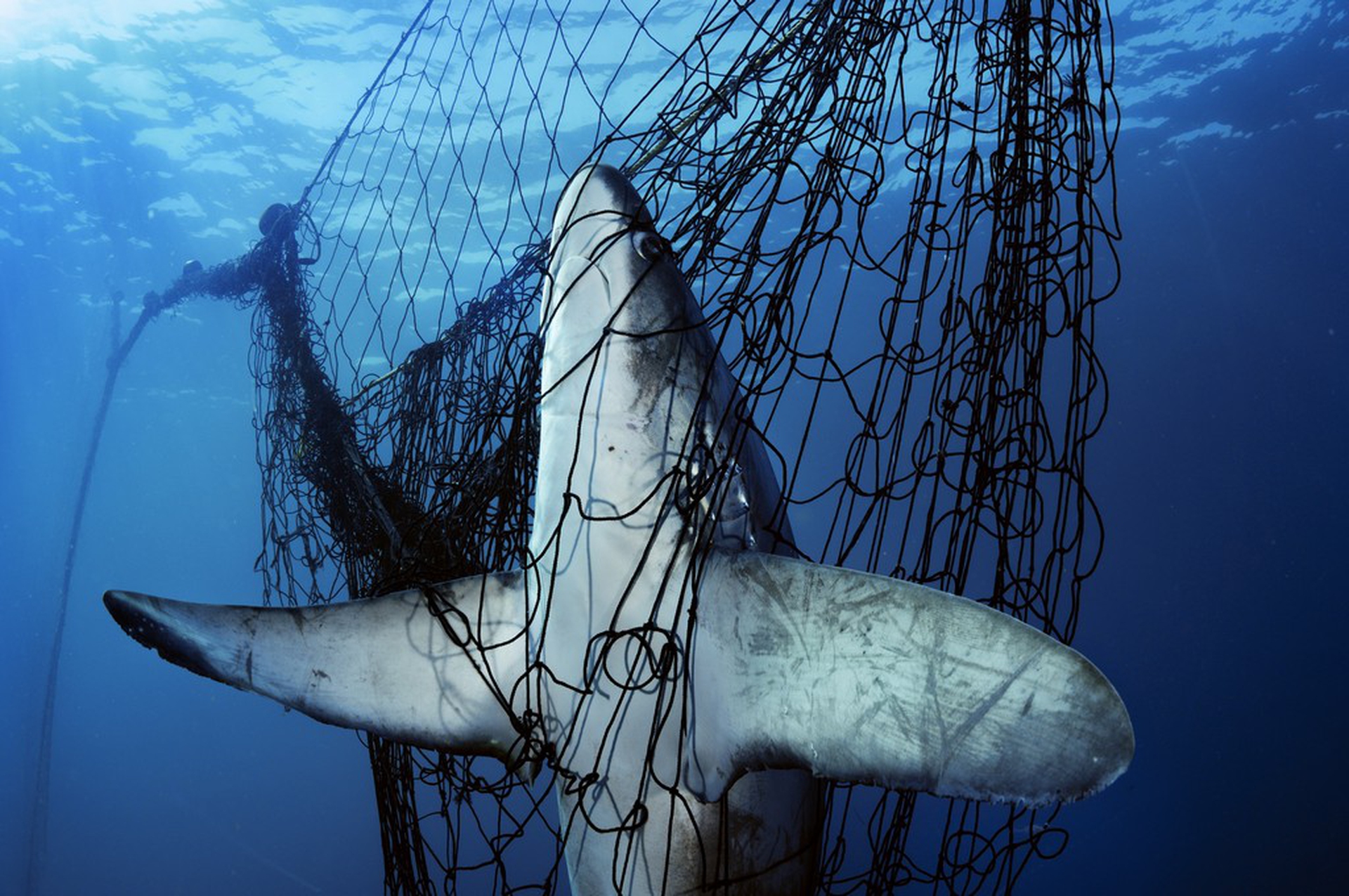 Shark in net – Photographers against wildlife crime