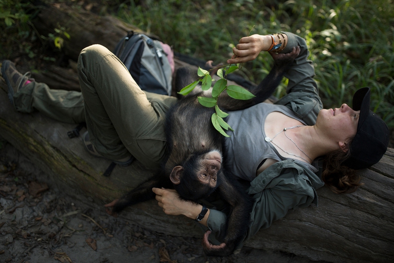 Insetti sulle ferite: così gli scimpanzé curano se stessi e i propri simili