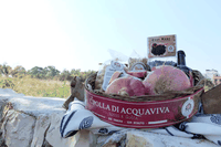 Il Cnr studia i tesori agricoli della terra pugliese. Focus sulla cipolla rossa