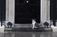 The Cat Ripper of Croydon. A serial killer of felines terrorises South London