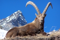 I “magnifici sette”, alcune delle specie più iconiche in Italia