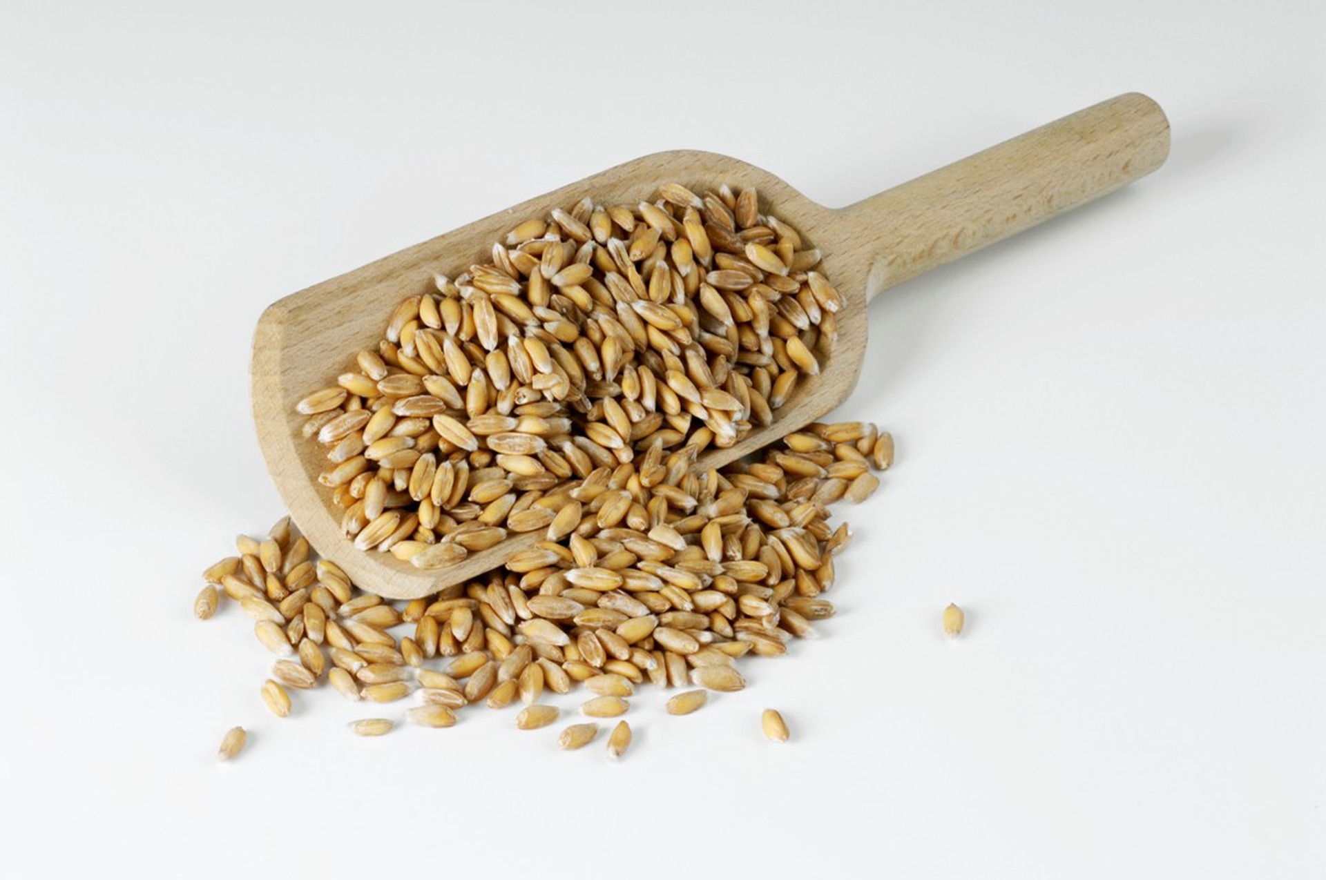 Whole spelt © the food passionates/Corbis