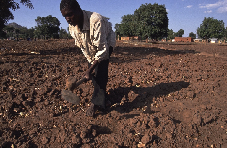 Agricoltore del Malawei