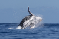 Settemila megattere del Pacifico sarebbero scomparse per fame