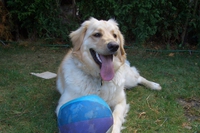 Hovawart, carattere e caratteristiche del cane da guardia tedesco
