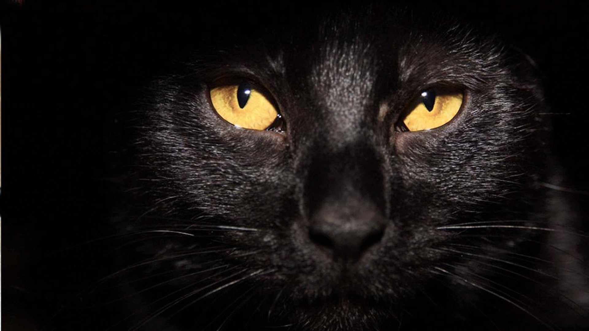 gatto-nero-primo