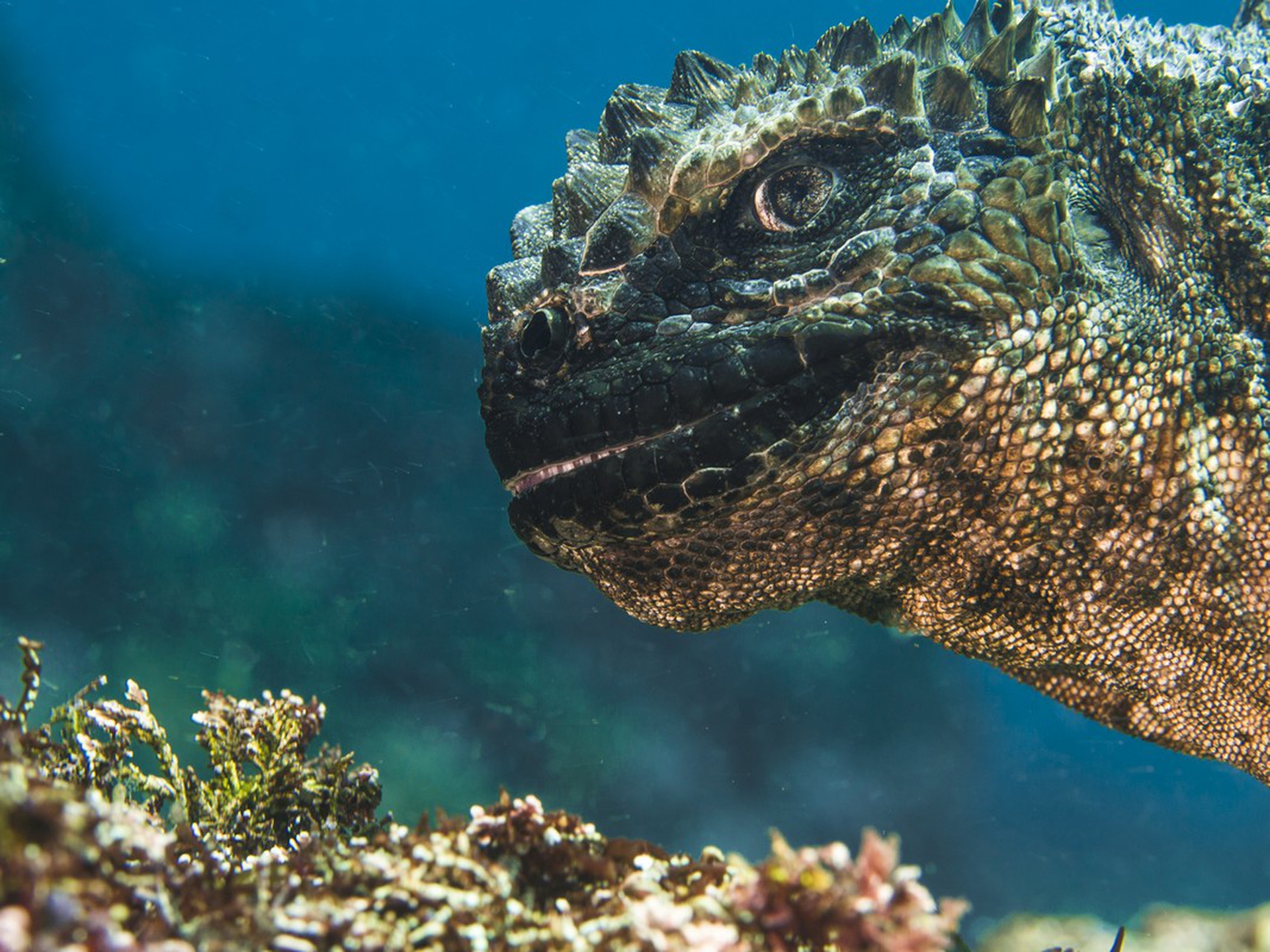 Bruce Sudweeks, Underwater photographer of the year 2019