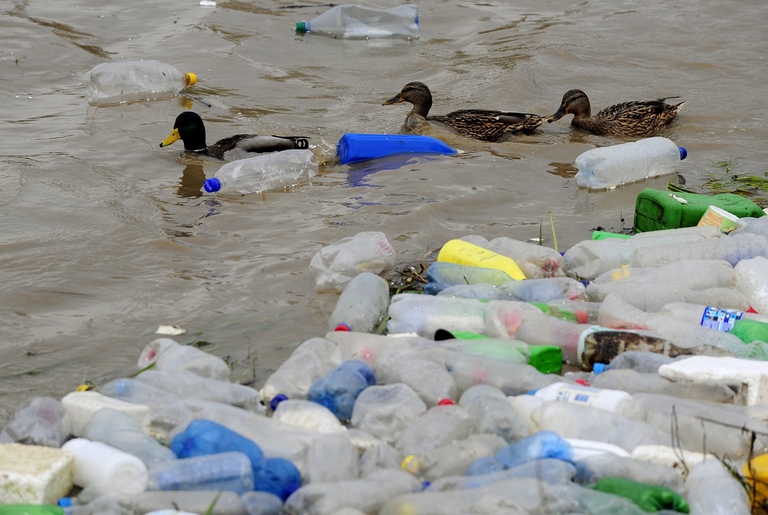 Germani che nuotano in un fiume pieno di plastica