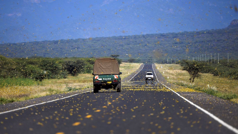 cavallette kenya africa