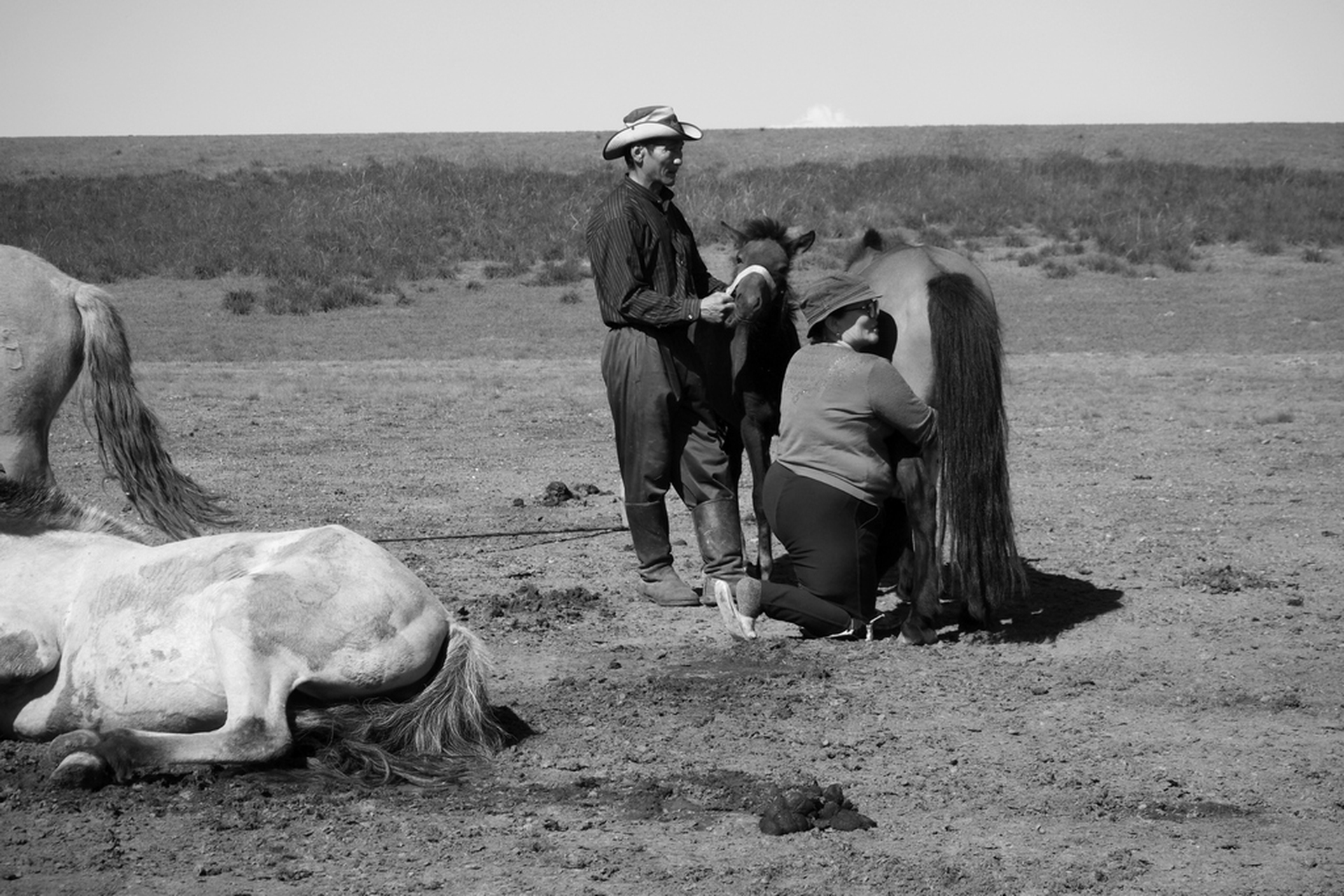 8. Sara Munari, Vanishing Shepherds, 2018