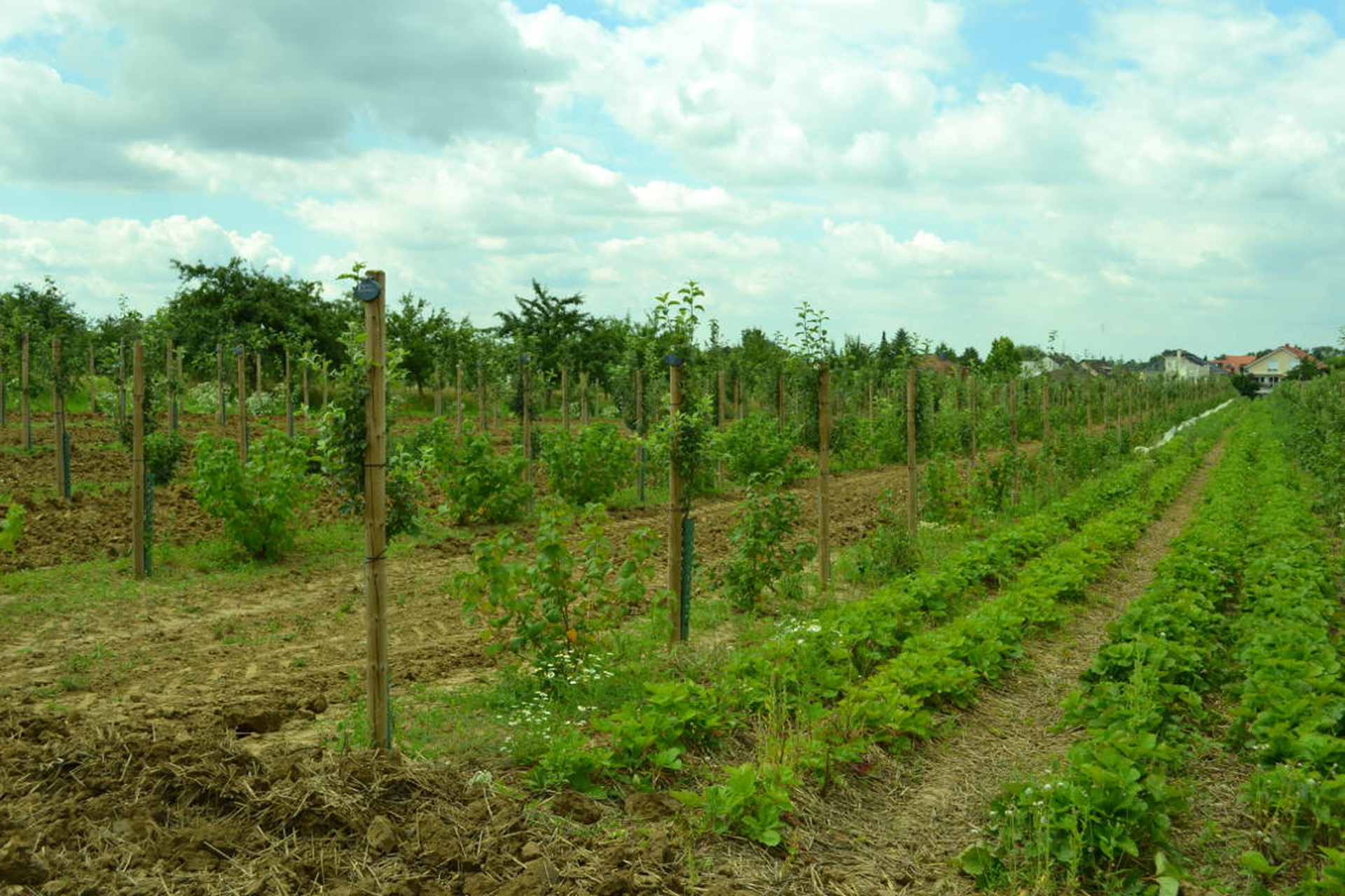 A Francoforte tra grattacieli e case passive