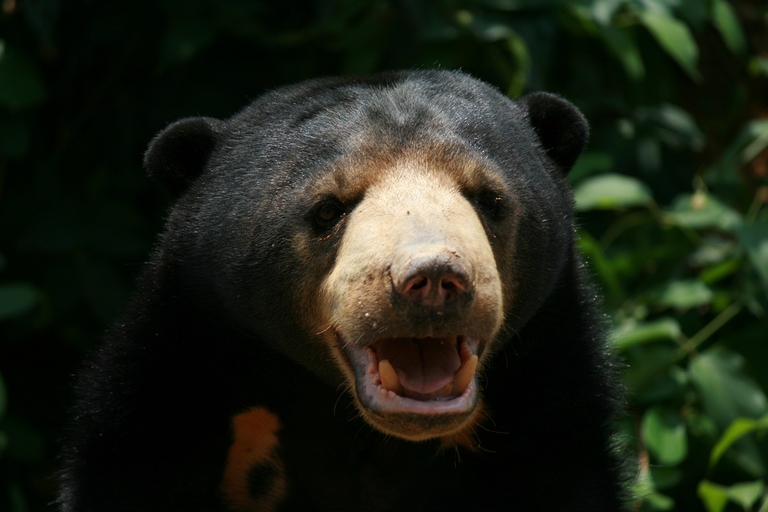 Sun bear Myanmar