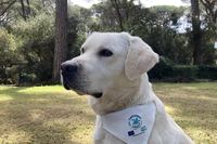 Chi sono i tartadogs, i cani che ci aiutano a proteggere le tartarughe