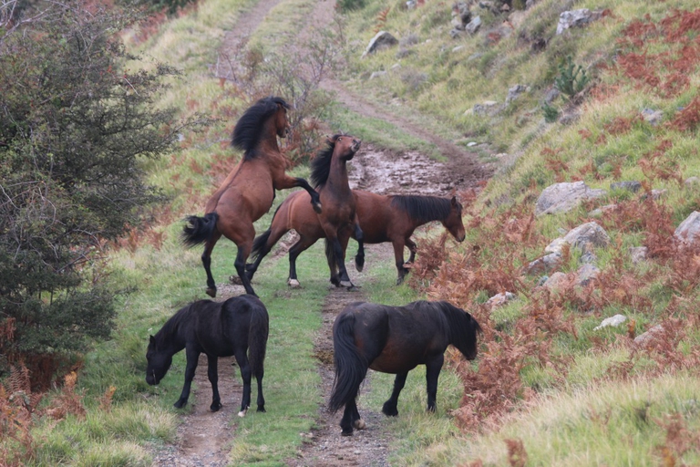 cavalli selvaggi Aveto Liguria