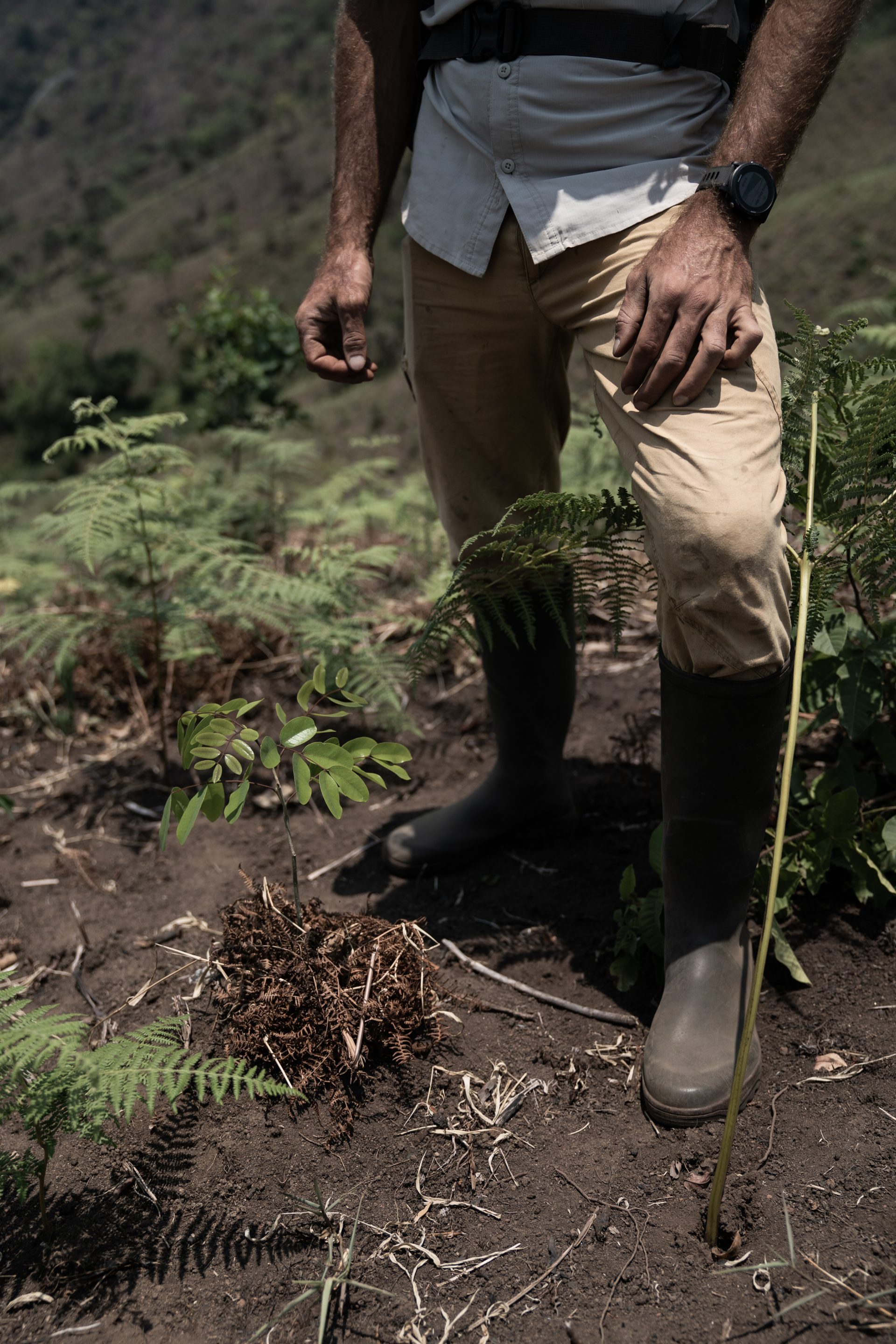 Il progetto di riforestazione Udzungwa corridor limited in Tanzania