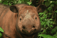 The Sumatran rhino still roams wild: sighted for the first time in 40 years