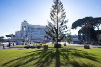 Spelacchio torna a Roma dopo essere trasformato in casetta per allattamento in Val di Fiemme