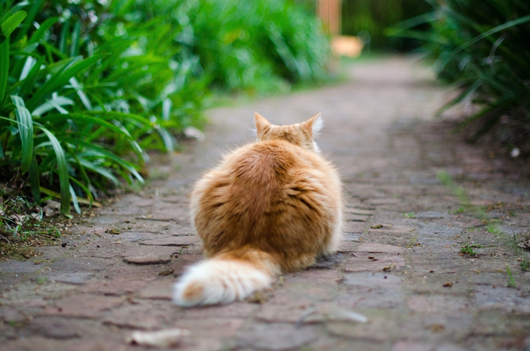 gatto