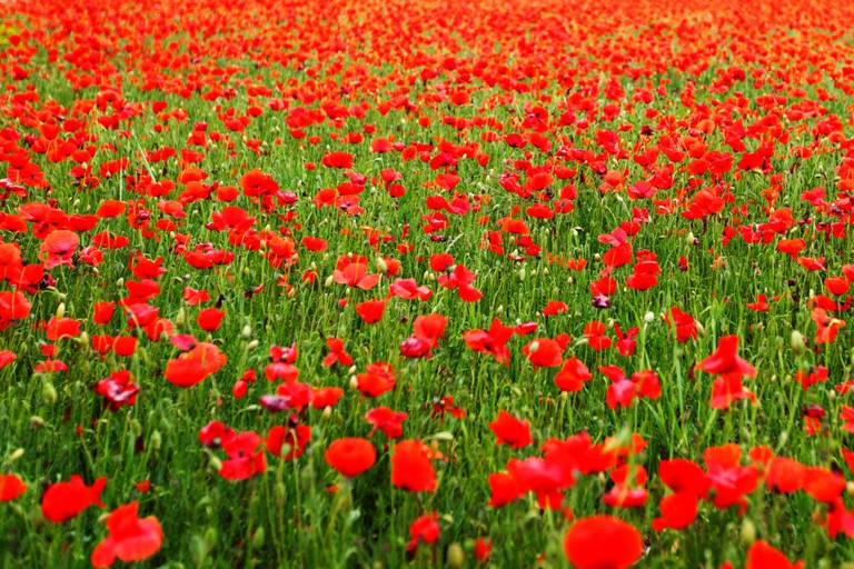 colori delle stagioni estate