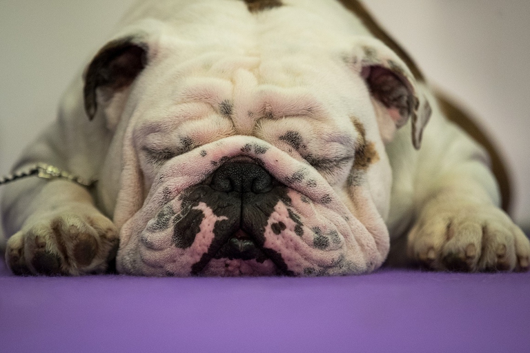 Bulldog inglese