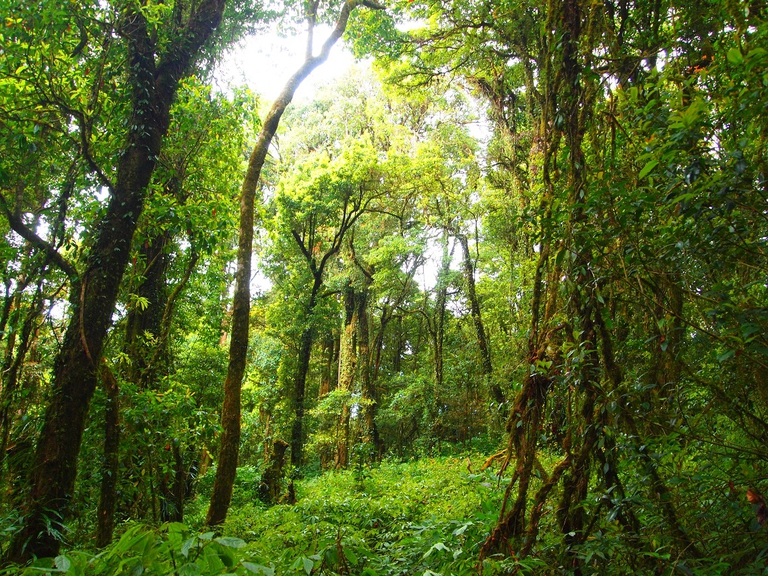 Lussureggiante foresta in Thailandia