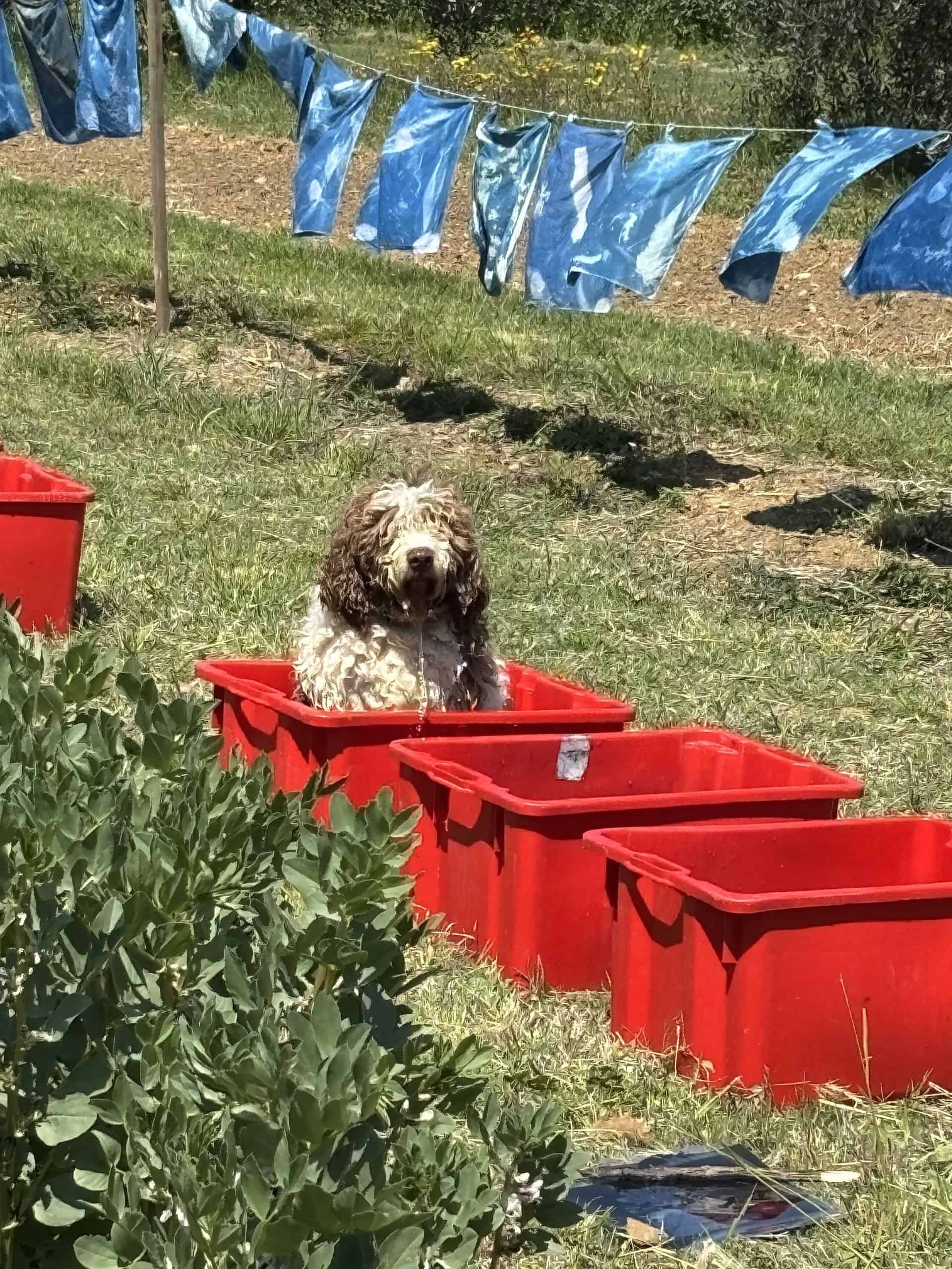 Durante Humus, nei campi di Quinto Sapore &copy; Beatrice Spagoni