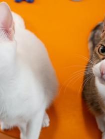 Quando i gatti in casa sono due: i segreti per una convivenza al top