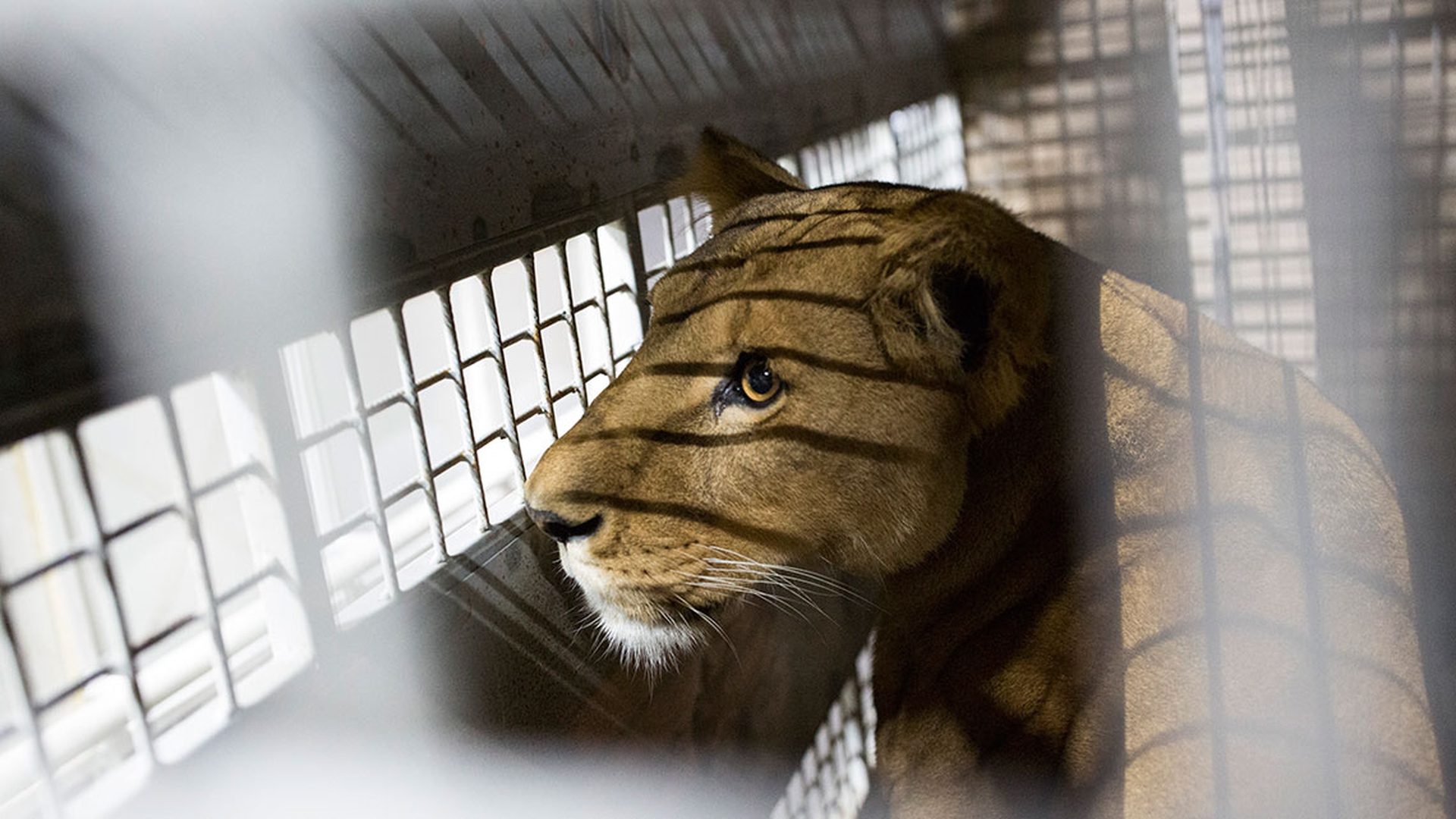 33 lions are returned to Africa