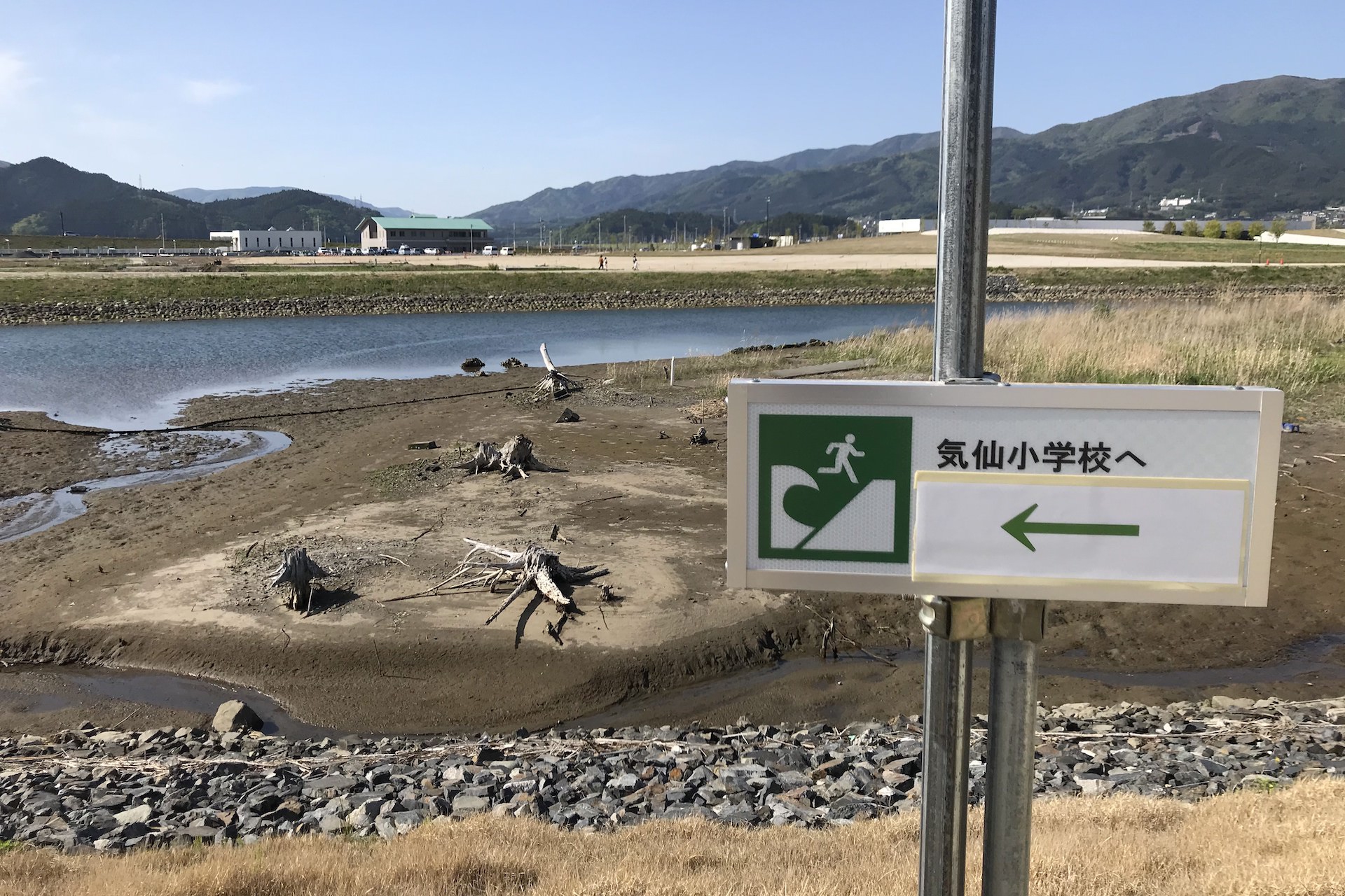 Story Of A Pine Tree That Survived A Tsunami Lifegate