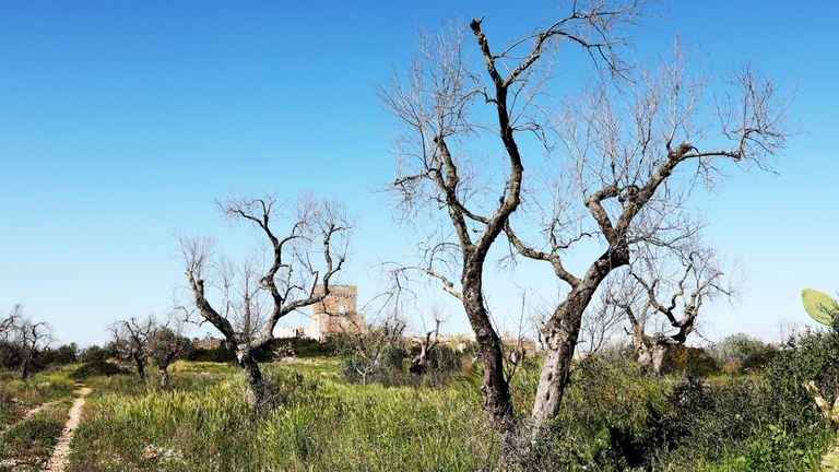 Olivi colpiti da Xylella