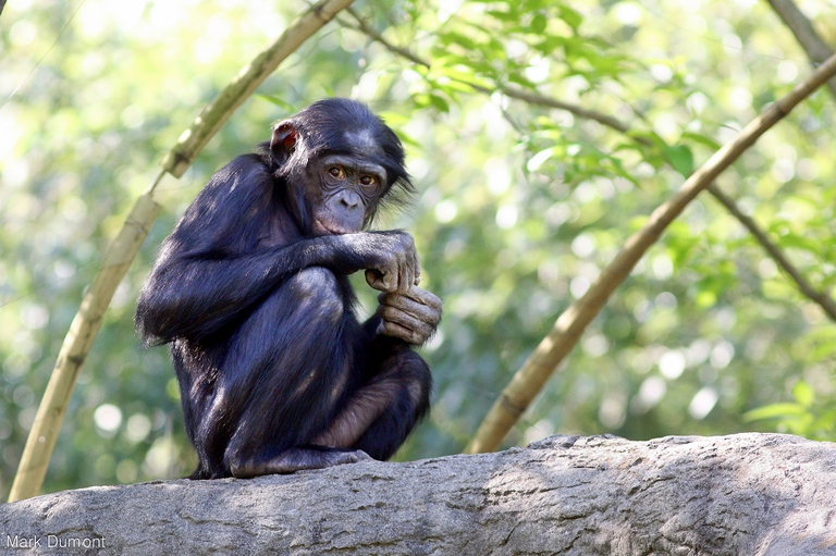 Un giovane esemplare di bonobo arrampicato su un albero