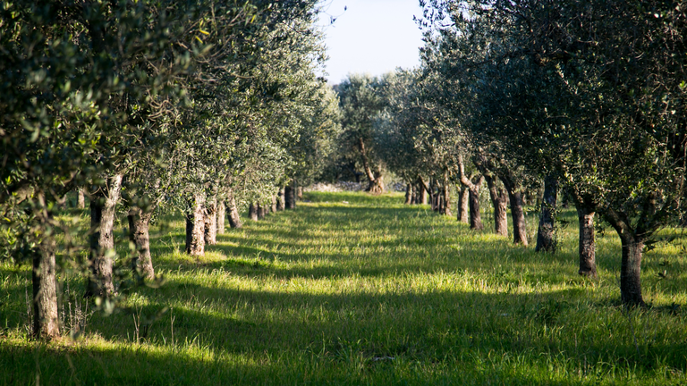 campo di ulivi in salento