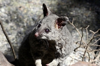 Australia, gli incendi boschivi hanno ucciso quasi 500 milioni di animali