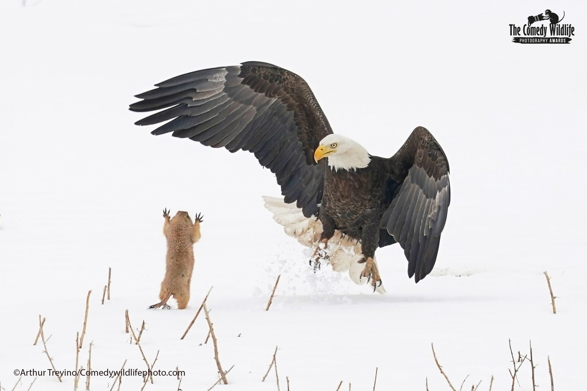 Bald Eagle Gets A Surprise!
