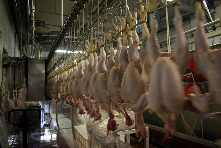 Polli prima di essere macellati