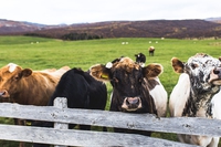 Come mangiare meno carne e ripensare le nostre abitudini a tutela di animali e ambiente