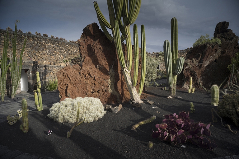 Jardín de cactus