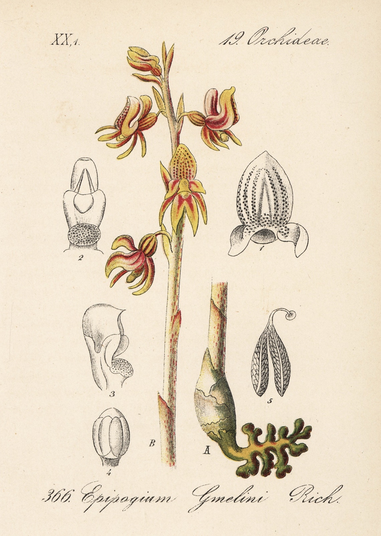 Disegno di un'orchidea fantasma