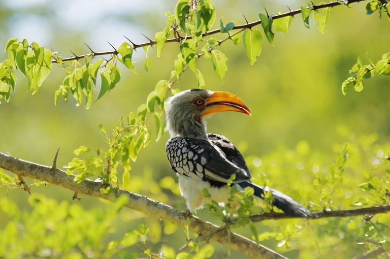 Una specie di bucero appollaiata su un ramo