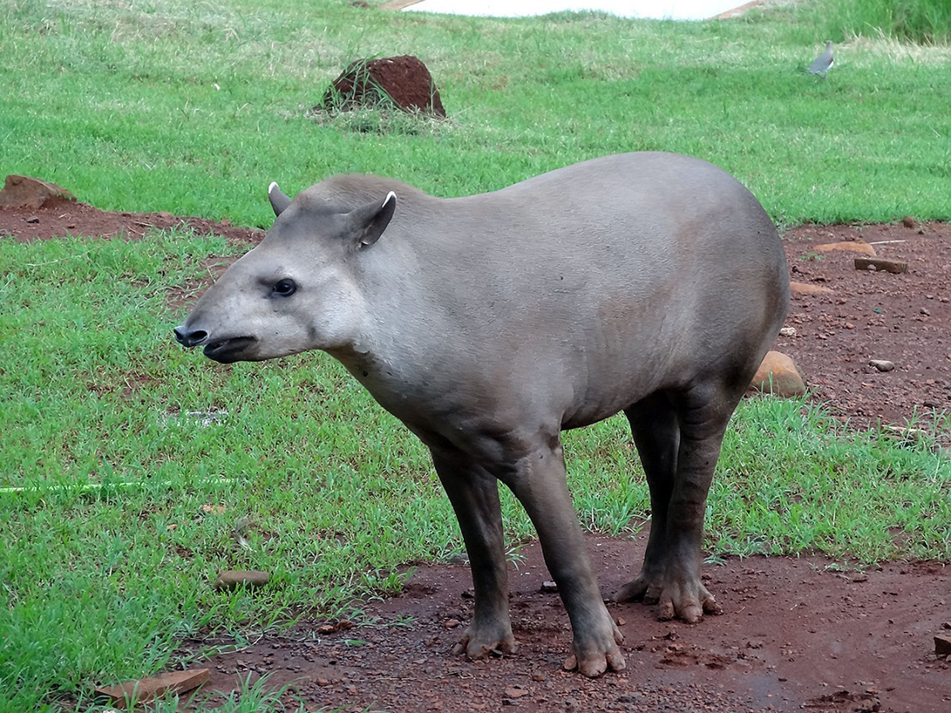 tapiro-americano-maschio