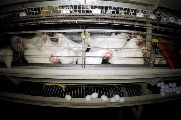 Un allevamento di galline per le uova