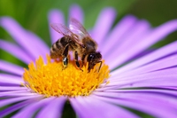 Come ottimizzare l’organizzazione aziendale ispirandosi alla natura