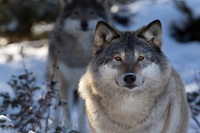 Echo, the first grey wolf spotted in the Grand Canyon after 70 years, has been killed