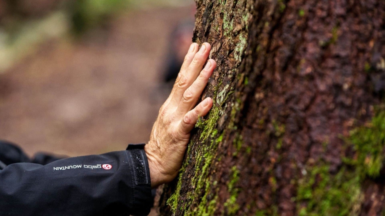 forest bathing benefici
