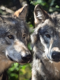 Il lupo per l’Europa potrebbe non essere più una specie protetta