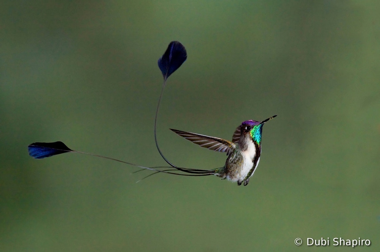 colibrì mirabile coda a spatola