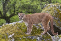 Il puma orientale non si è estinto, ecco perché