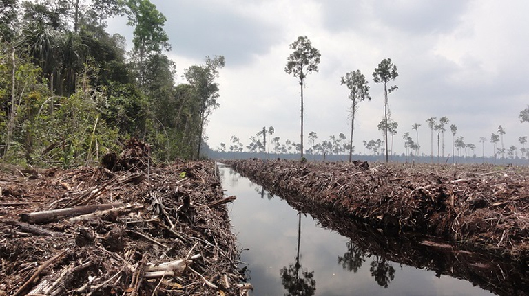 deforestazione indonesia