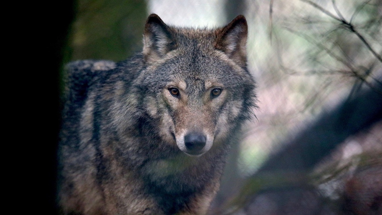 Lupo nel bosco